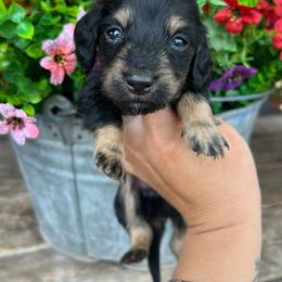 Bear Claw - Black and tan male Dachshund puppy in Payette, Idaho from NT Mini Doxies
