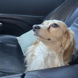 Dumplin' - Dachshund