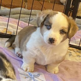 Waffles - Red merle and white male Cardigan Welsh Corgi puppy in Brookings, Oregon from Dragonfly Cardigans
