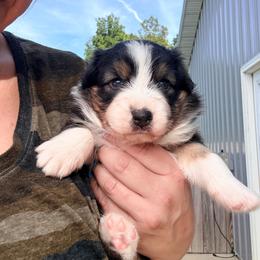 Betty - Black tri-color female Australian Shepherd puppy in Ashland, Ohio from SS Australian Shepherds