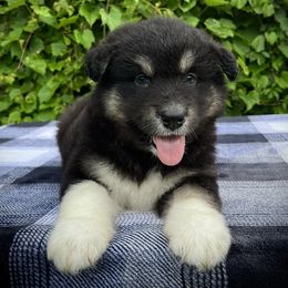 Claire - Black and white female Alaskan Malamute puppy in Michigan from Warrior’s Legacy Alaskan Malamutes