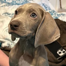 Orange - Silver gray male Weimaraner puppy in Aitkin, Minnesota from Whispering’s GunDogs