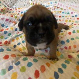 Boxer Puppies from Pawsitively Amazing Boxers LLC