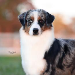 Dos - Australian Shepherd