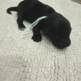 Mint girl - Black and white female Aussiedoodle puppy in Nacogdoches, Texas from Glo’s Aussiedoodles