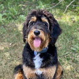 Chick - Aussiedoodle