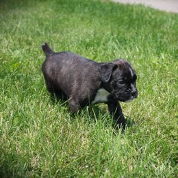 Eloise - Brindle female Boxer puppy in Walton, Kentucky from Fast Lane Boxers
