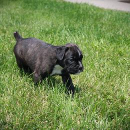 Eloise - Brindle female Boxer puppy in Walton, Kentucky from Fast Lane Boxers