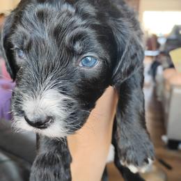 Roxie - Black tri-color female Aussiedoodle puppy in Apache Junction, Arizona from Loving Doodle
