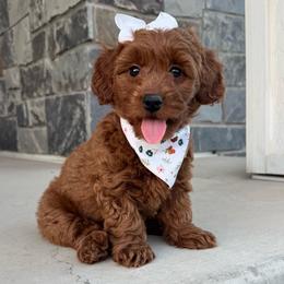 Ferrari - Red  female Goldendoodle puppy in Eagle Mountian, Utah from The Puppy Family