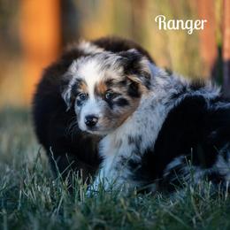 Ranger - Blue merle male Australian Shepherd puppy in Benton City, Washington from Eventide Australian Shepherds