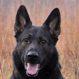 German Shepherds from Von Soldiago