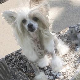 Chihuahua and Chinese Crested Puppies from Western Kentucky Chihuahua’s and Chinese Crested’s