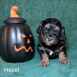 Hazel - Brown and tan female Cockapoo puppy in Sunset, Louisiana from Cano Cockapoos