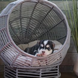Pomsky Puppies from Arctic Star Pomskies