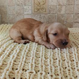 Ron - Red male Dachshund puppy in Miami, Florida from Haus Ernand Dachshunds
