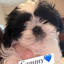 Sammy - Black and white male Shih Tzu puppy in Frisco, Texas from My Royal Shih Tzu⚜️
