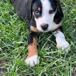 Hades  boy - Black, white and red male Greater Swiss Mountain Dog puppy in Gainesville, Florida from Ambermoon Kooikerhondje Blackamber Greater Swiss Mountain Dogs