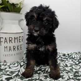 Violet - Phantom female Bernedoodle puppy in Granton, Wisconsin from Rose River Farms