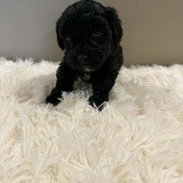 Boy 1 - Black and white male Aussiedoodle puppy in Mtn Rest, South Carolina from Stocktons Doxies & Doodles