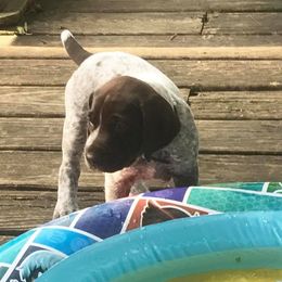 German Shorthaired Pointer Puppies from Madrone German Shorthaired Pointers