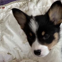 Zara - Pembroke Welsh Corgi puppy from Hickory Springs Corgis