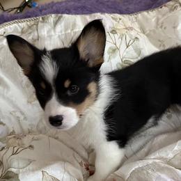 Zara - Pembroke Welsh Corgi puppy from Hickory Springs Corgis