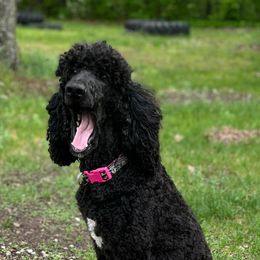 Assorted Doodle Crosses, Newfoundlands, and Poodles from Great Pawsabilities Kennels