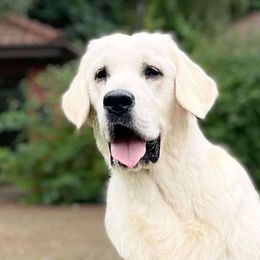 Fay - Golden Retriever