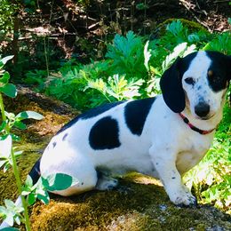 Dachshunds from Star Doxies