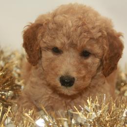 Australian Shepherd, Goldendoodle, and Poodle Puppies from 5AFarms
