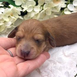 Greer - Red female Dachshund puppy in Exeter, California from Sawtooth Miniature Dachshunds