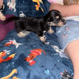 Lucy - Black and cream female Dachshund puppy in Cattaraugus County, New York from H&C’s Dachshunds and Retrievers