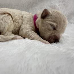 Mauve - Apricot female Maltipoo puppy in Denair, California from 209PuppiesCaliforniaMaltipoo