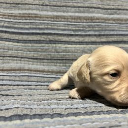 Ghost - Cream male Dachshund puppy in Vale, Oregon from Hobby Horse Homestead Mini Doxies