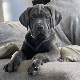 Blue Brindle Female - Gray brindle female Cane Corso puppy in Pleasant Grove, California from Elite Legacy Corsos