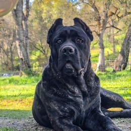 Earl - Cane Corso