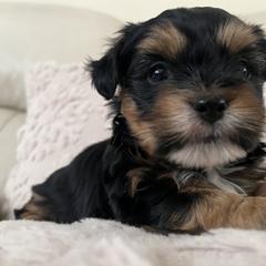 Mal-Shi, Maltese, and Maltipoo Puppies from Joy-fur puppies