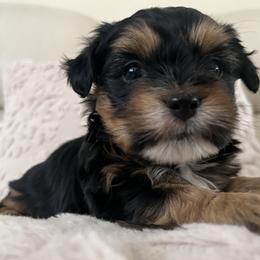 Mal-Shi, Maltese, and Maltipoo Puppies from Joy-fur puppies
