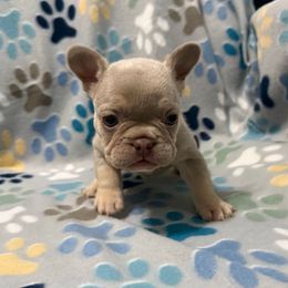 Girl 1 - Tricolors female French Bulldog puppy in Fulton, Missouri from FamLee Frenchies