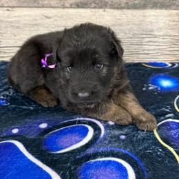 Dark purple - Black and red female German Shepherd puppy in Herrick, South Dakota from Dakota Shepherds Kennels