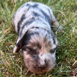 Chester - Dapple male Dachshund puppy in Salem, Oregon from Longdox Mini Dachshunds