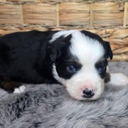 Manifold - Black tri male Miniature Australian Shepherd puppy in Paris, Texas from Blue Envy Mini Aussies