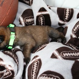 Belgian Malinois Puppies from Pyrex Kennels