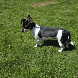 Chihuahua puppies from Rhoda and Verna