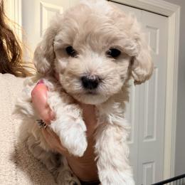 Burgundy - Champagne female Maltipoo puppy in Clarksville, Tennessee from Bee Mine Maltipoos and Pomeranians
