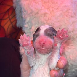 Bernedoodle Puppies from Caribou Doodles