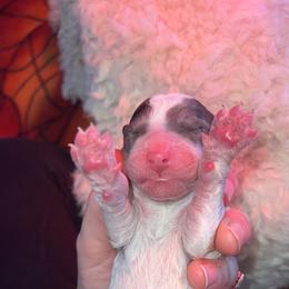 Bernedoodle Puppies from Caribou Doodles