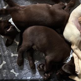 Labrador Retrievers from Clinton Etheridge