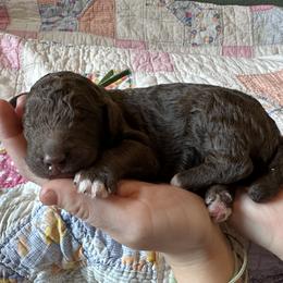 Boy 5 - male Poodle puppy in Mc Kinney, Texas from Kenney kennels